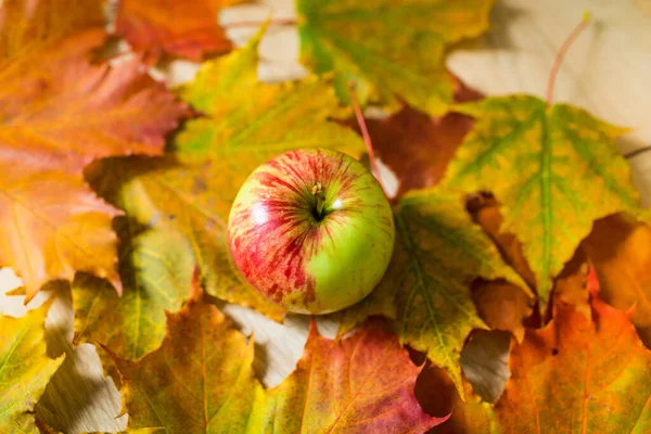 Fresh Apple. one delicious, fresh apple lying on colorful leaves.