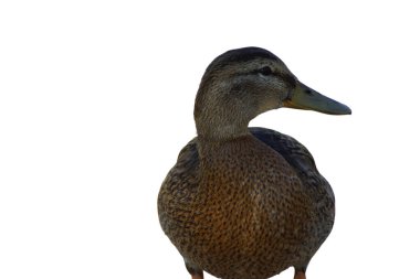 Bir ördek kıyıda duruyor, ayakları çimlere ya da nemli toprağa sıkıca basıyor. Yumuşak tüyleri doğal ışığı yakalar, meraklı bakışları ise çevreyi inceler..