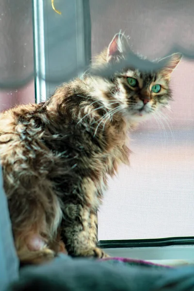 Cute cat standing on the windowsill. Domestic gray cat stands on the windowsill, a protective net on the window.