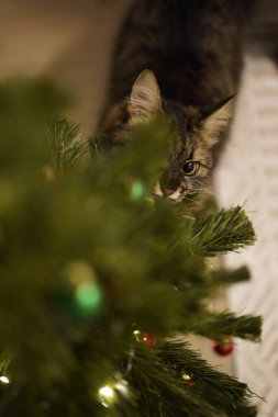 Şirin ve yaramaz bir kedi evdeki Noel ağacında süslemelerle oynuyor..