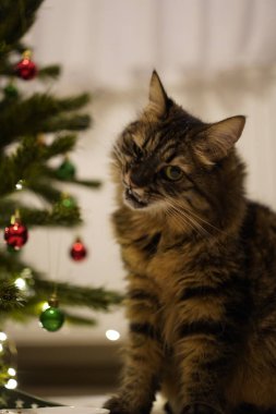 Şirin ve yaramaz bir kedi evdeki Noel ağacında süslemelerle oynuyor.