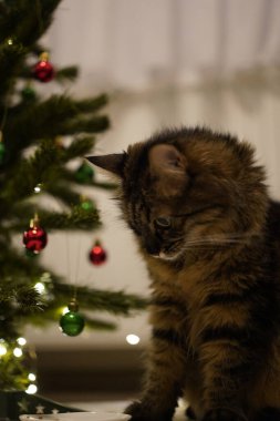 Şirin ve yaramaz bir kedi evdeki Noel ağacında süslemelerle oynuyor.