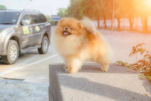 Pomeranialaiset Koirat Seisovat Tyylikkäästi Betonialustalla Harjoittelemassa Kilpailijoilleen — kuvapankkivalokuva