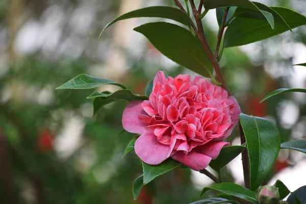 Botanik Bahçesinin Gölgeli Koridorlarında Serinletici Pembe Kamelya Çiçeği — Stok fotoğraf