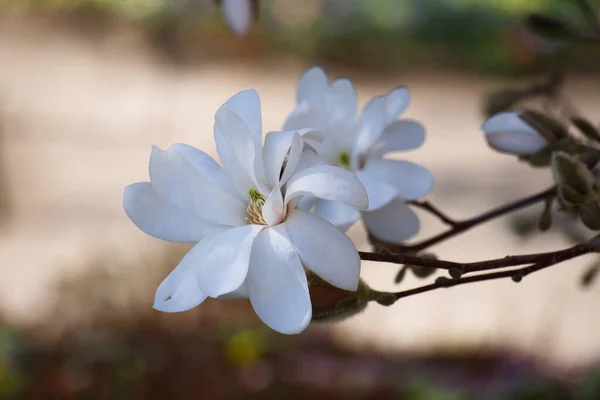 Büyük Beyaz Manolya Çiçekleri Ilkbaharın Başlarında Açar — Stok fotoğraf