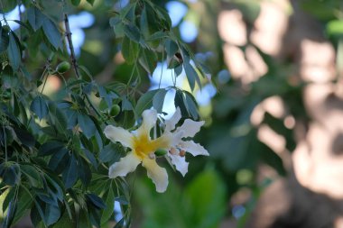 Akşam ışığında Ceiba Speciosa 'nın muhteşem beyaz çiçekleri