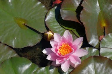 Bir Mayıs öğleden sonra botanik bahçesinde Pembe Nymphaeaceae veya Waterlily