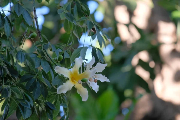 Akşam Işığında Ceiba Speciosa Nın Muhteşem Beyaz Çiçekleri — Stok fotoğraf