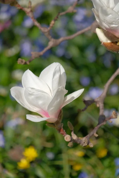 Geurige Witte Magnolia Bloem Het Late Voorjaar — Stockfoto