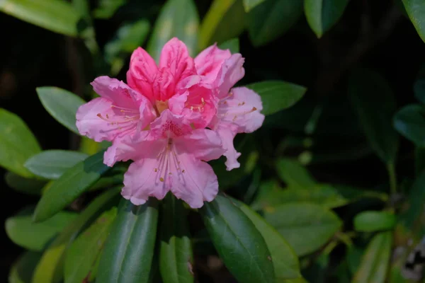 Pembe Rododendron Parkta Bir Bahar Günü — Stok fotoğraf