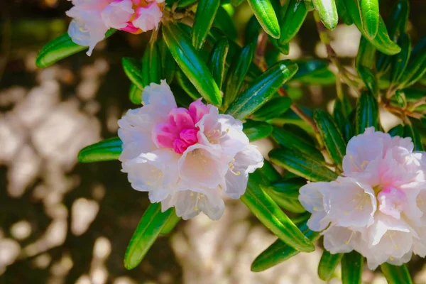 Mayıs Ayında Münih Botanik Bahçesindeki Yapraklarda Pembe Beyaz Rhododendron Çiçekleri — Stok fotoğraf