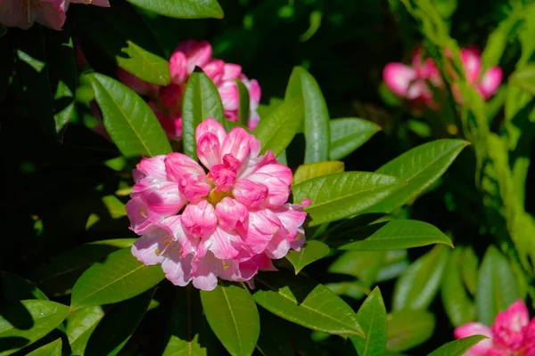 Mayıs Ayında Botanik Bahçesindeki Yapraklarda Rhododendron Çiçekleri — Stok fotoğraf