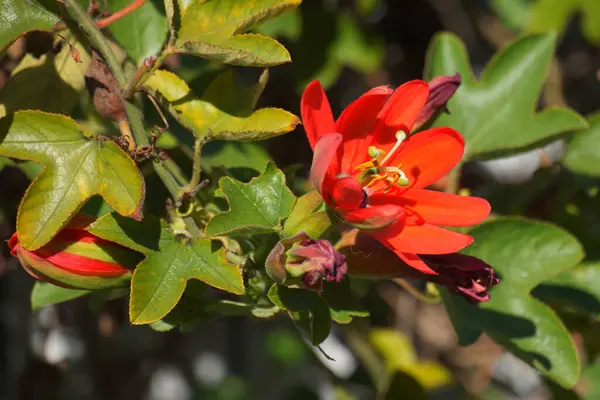 Kızıl Tutku Çiçeği Gün Işığında Duvar Boyunca — Stok fotoğraf