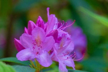 Münih 'teki botanik bahçesinde Mor rhododendron çiçekleri Mayıs Bayramı