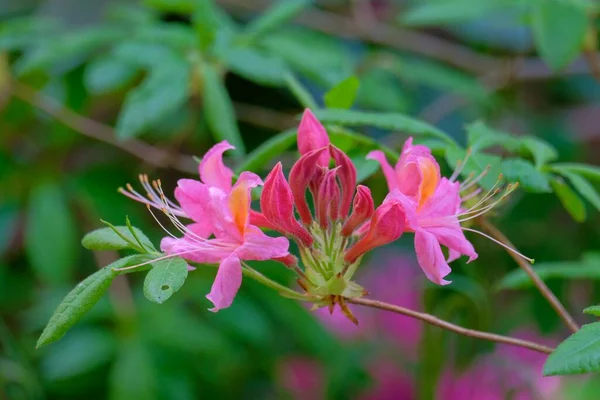 Mayıs Ayında Münih Botanik Bahçesinde Yapraklar Içinde Pembe Rododendron Çiçekleri — Stok fotoğraf