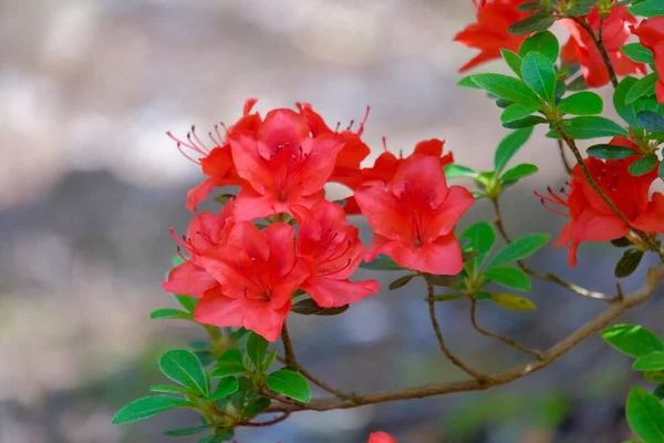 Mayıs Ayında Münih Botanik Bahçesinde Kırmızı Rhododendron Çiçeklerinin Çiçek Açan — Stok fotoğraf
