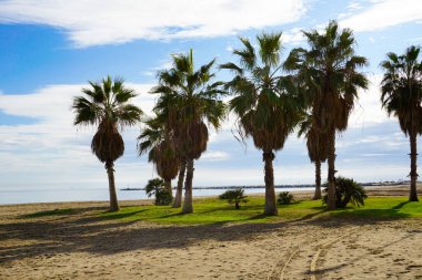 Sand beach and tropical sea, palm trees