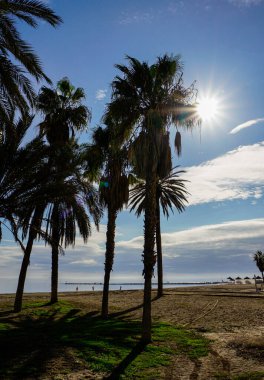beautiful view of the sea, palm trees during sunny day