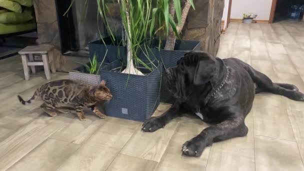 Bengal Cat Meets Large Dog Mastino Neapoletano Breed Cat Fights — Vídeo de Stock