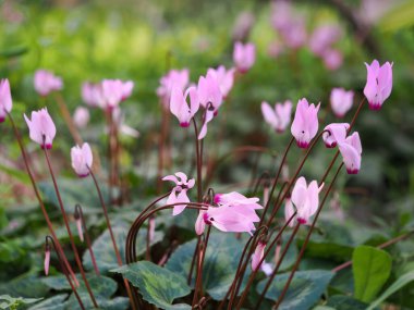 İsrail ormanında vahşi siklamenler. Bulanık arkaplan.