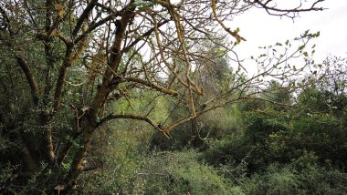 İsrail ormanının ağaçları ve çalıları. Yakın plan..