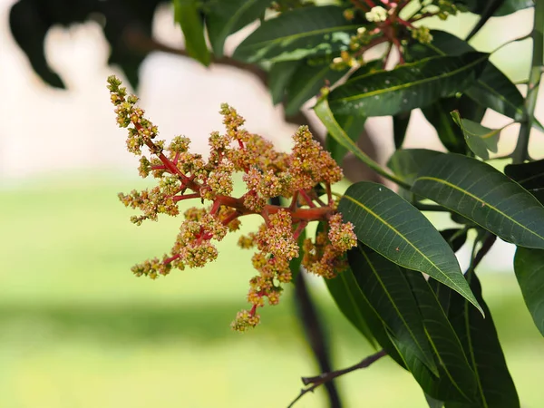 Początek Kwitnienia Drzew Mango Częściowo Zamazane Zdjęcie — Zdjęcie stockowe