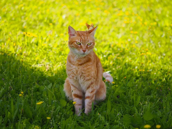 Красива Червона Кішка Метеликом Голові Сидить Зеленій Траві — стокове фото