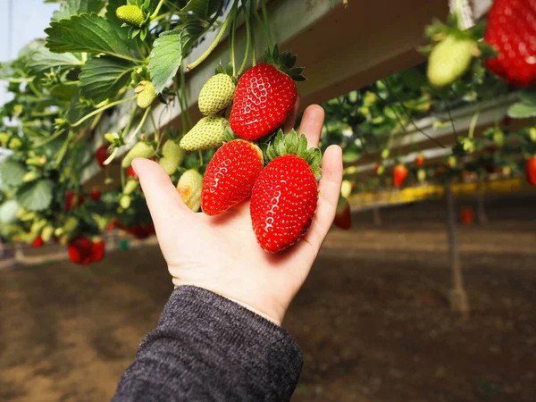 大的以色列草莓在你的手掌 以色列的农业 — 图库照片