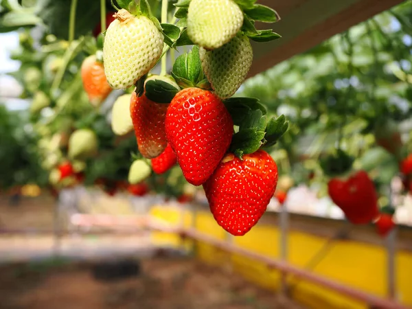以色列草莓不是生长在地下 而是生长在地面之上 飞草莓 挂着草莓的花园 以色列在温室种植浆果的现代技术 — 图库照片