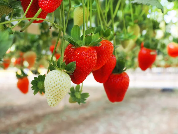 stock image Israeli strawberries do not grow in the ground, but above. Flying strawberries. The hanging gardens of strawberry. The modern Israeli technology of berries cultivation in greenhouses.