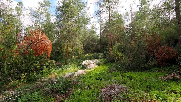 イスラエルの森の中のさまざまな木や植物 ハルビットの森の断片 — ストック写真