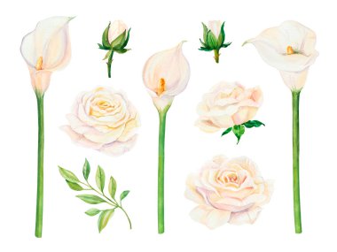 Beyaz suluboya düğün çiçekleri zambaklar ve güller bireysel elementler. Kartlar, davetiyeler ve posterler için beyaz arkaplanda izole edilmiş elle boyanmış gerçekçi botanik çizimler