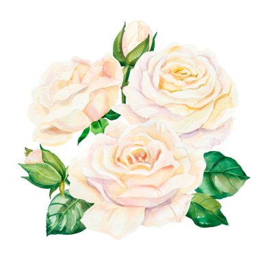 Suluboya beyaz düğün gülleri çiçek buketi. Kartlar, davetiyeler ve posterler için beyaz arkaplandaki el boyaması gerçekçi botanik illüstrasyonlar