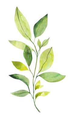 Suluboya el, botanik bahar yaprakları ve beyaz arka planda izole edilmiş dallar çizdi. Düğün davetiyeleri ve tebrik kartları için ayrı nesneler