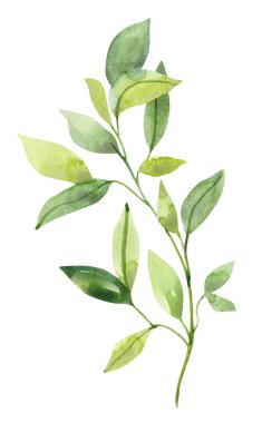 Suluboya el, botanik bahar yaprakları ve beyaz arka planda izole edilmiş dallar çizdi. Düğün davetiyeleri ve tebrik kartları için ayrı nesneler