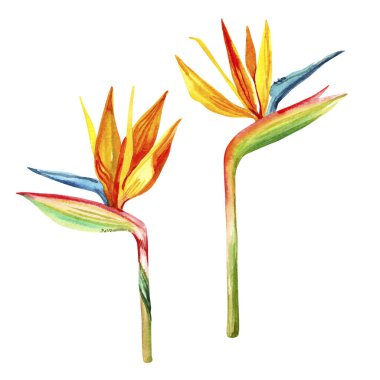 Suluboya el çizilmiş yağmur ormanları tropikal egzotik çiçekler botanik çizimler beyaz arka planda izole edilmiş.