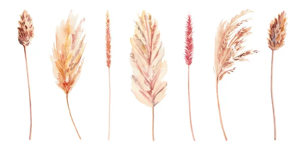 手塗りされた水彩Diy乾燥したヤシの葉 綿の花 甘草および白い背景のポピーの個々の要素 水彩イラスト ドライブーフの花と切り離された葉 — ストック写真