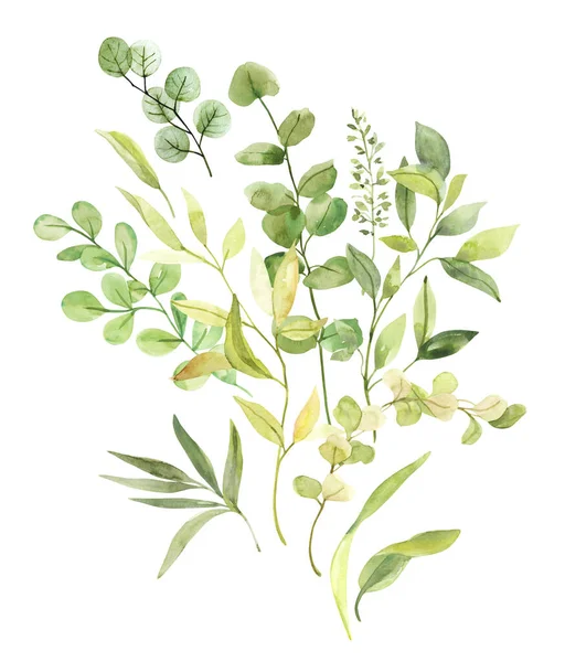 Akwarela Ręcznie Malowane Botaniczne Liście Wiosny Gałęzie Ilustracji Clipart Izolowane — Zdjęcie stockowe