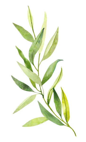 Aquarel Hand Geschilderd Botanische Voorjaar Bladeren Takken Illustratie Clipart Geïsoleerd — Stockfoto