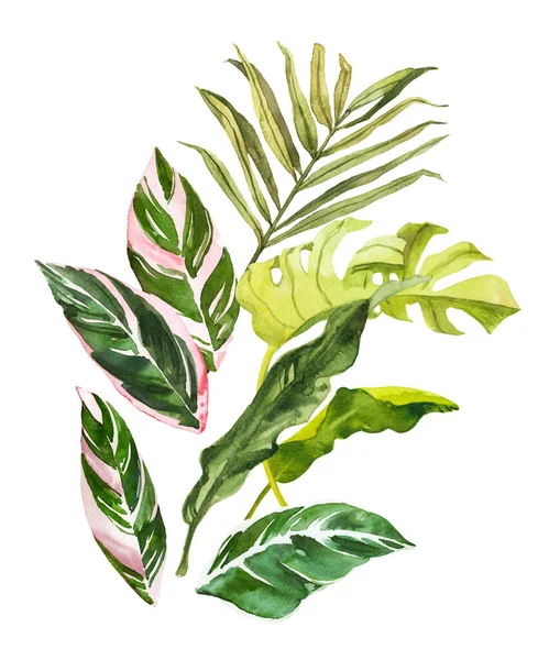 Acuarela Dibujado Mano Selva Tropical Hojas Composición Ramo Ilustración Botánica — Foto de Stock
