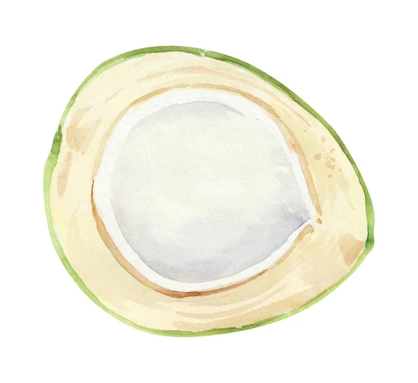 Watercolor Hand Drawn Green Coconut Botanical Illustration Isolated White Background — Stock Photo, Image