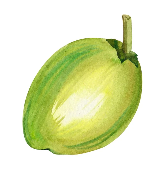 Acquerello Disegnato Mano Verde Cocco Illustrazione Botanica Isolato Sfondo Bianco — Foto Stock