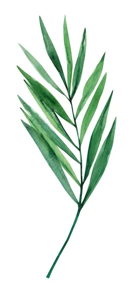 Aquarell Handgezeichnet Regenwald Tropischen Palmblatt Botanische Illustration Gesetzt Isoliert Auf — Stockfoto