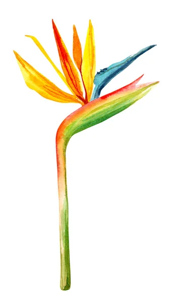 Acuarela Dibujada Mano Selva Tropical Exótica Flor Botánica Ilustración Aislada — Foto de Stock