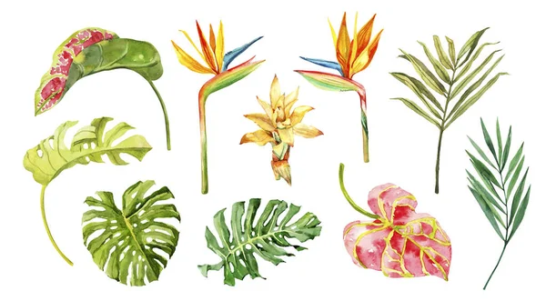 Suluboya el çizimi yağmur ormanları tropikal yapraklar beyaz arka planda izole edilmiş botanik çizimler. El boyası suluboya çiçek tokası.