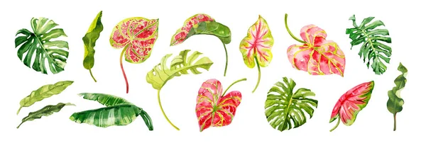 Akvarell Handritade Regnskog Tropiska Blad Botaniska Illustration Enskilda Element Isolerade — Stockfoto