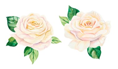 Suluboya beyaz düğün gülleri çiçek buketi. Kartlar, davetiyeler ve posterler için beyaz arkaplandaki el boyaması gerçekçi botanik illüstrasyonlar