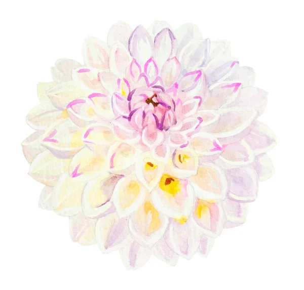Aquarelle Blanc Mariage Fleur Dahlia Diy Élément Individuel Illustration Botanique — Photo