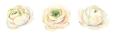 Suluboya beyaz düğün şakayıkları ve ranunculus çiçekleri bireysel elementler. Kartlar, davetiyeler ve posterler için beyaz arkaplandaki el boyaması gerçekçi botanik illüstrasyonlar