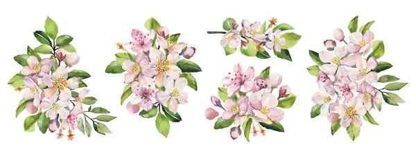 Suluboya bahar sakura pembe çiçek koleksiyonu. El boyaması gerçekçi botanik illüstrasyon seti kart davetiyeleri ve posterleri için beyaz arkaplanda izole edildi